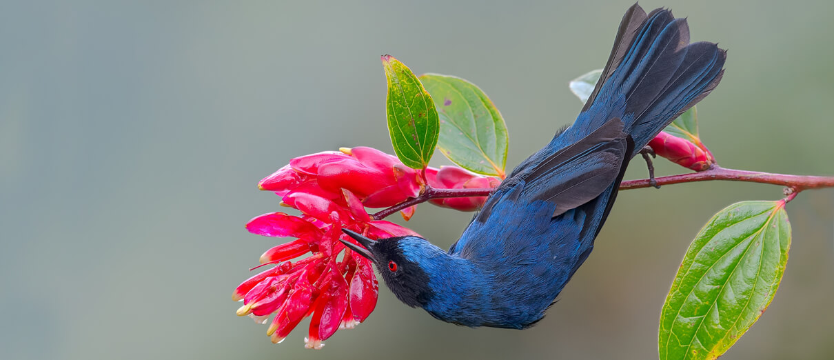 Masked Flowerpiercer by Andres Cillos, Shutterstock