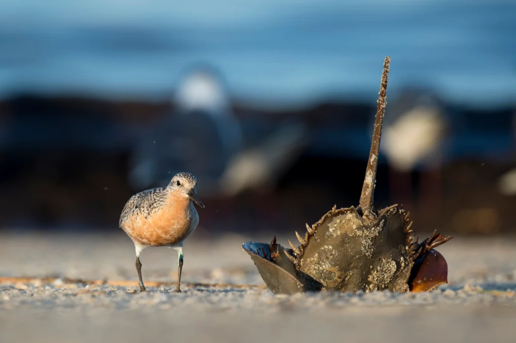 Red Knot with Horseshoe Crab. Photo by Ray Hennessy, Shutterstock.