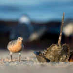 Red Knot with Horseshoe Crab. Photo by Ray Hennessy, Shutterstock.