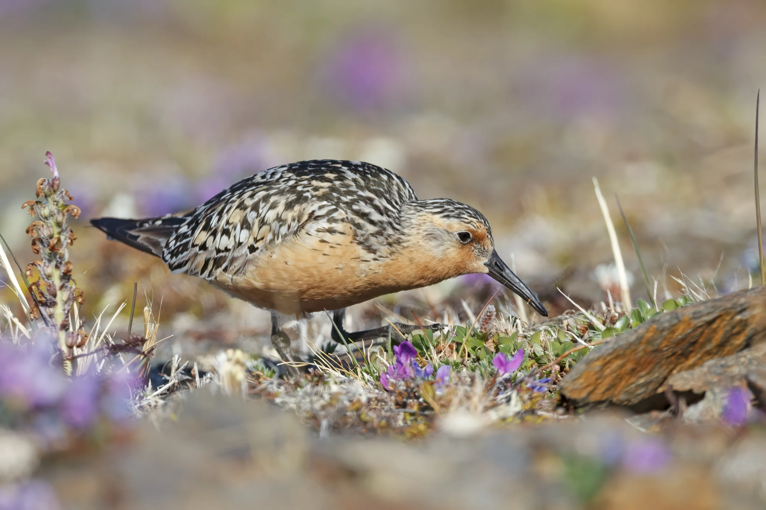 Red Knot. Photo by Larry Master, masterimages.org.