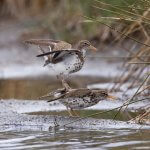 Spotted Sandpipers