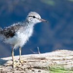 Spotted Sandpiper chick