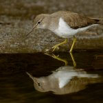 Spotted Sandpiper in winter plumage