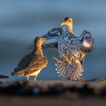 Spotted Sandpipers