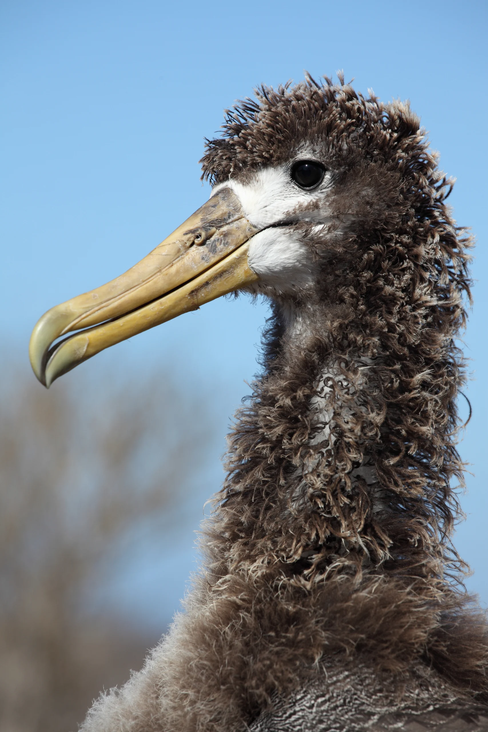Waved Albatross chick with brown downy feathers. Photo by Photovolcanica.com, Shutterstock.