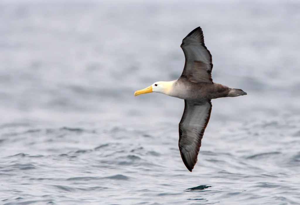 Waved Albatross flying over the Humboldt Current in the Pacific Ocean off Peru.. Photo by Agami Photo Agency, Shutterstock.