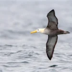 Waved Albatross flying over the Humboldt Current in the Pacific Ocean off Peru.. Photo by Agami Photo Agency, Shutterstock.