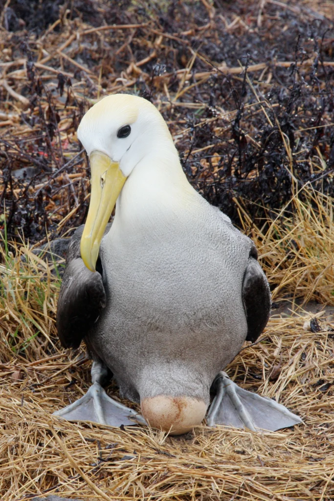 Waved Albatross on egg. Photo by Wolfkamp, Shutterstock.