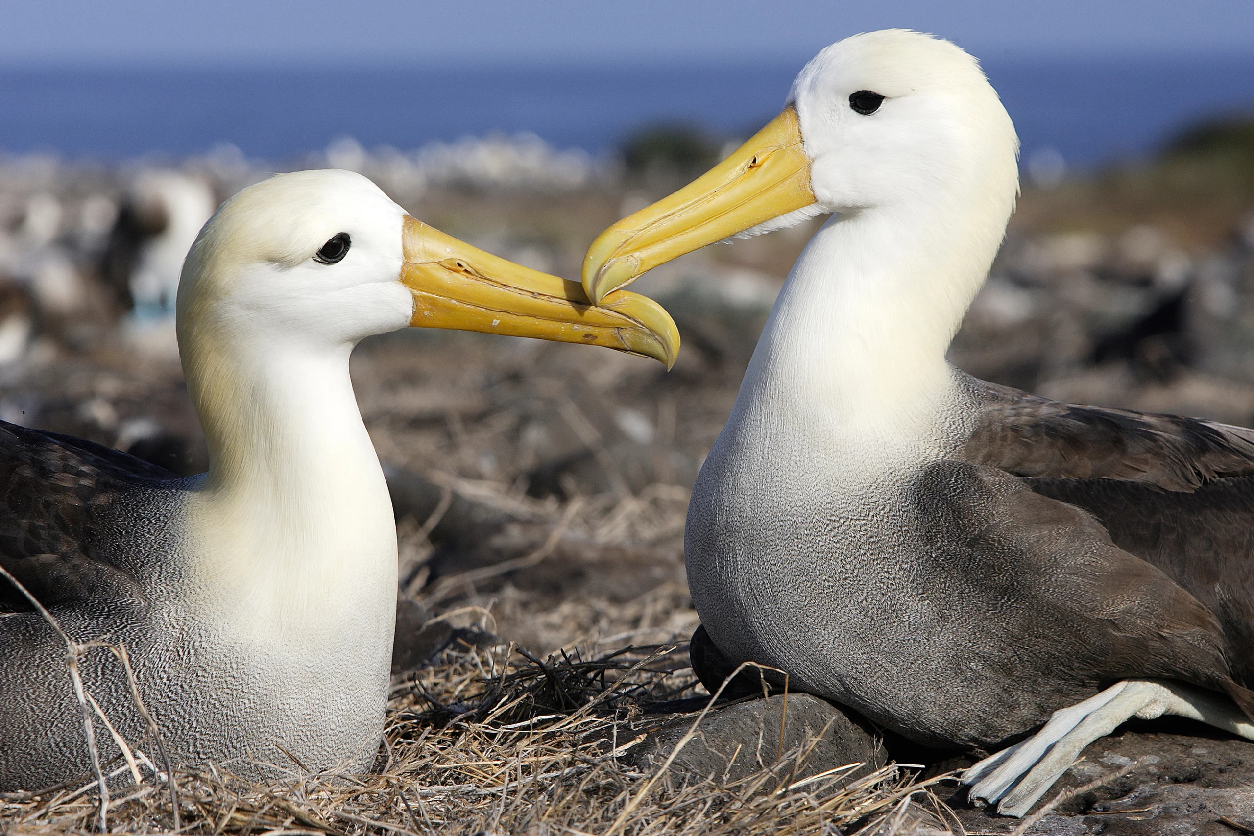 Waved Albatross on shore with beaks touching. Photo by EC COULANGES, Shutterstock.