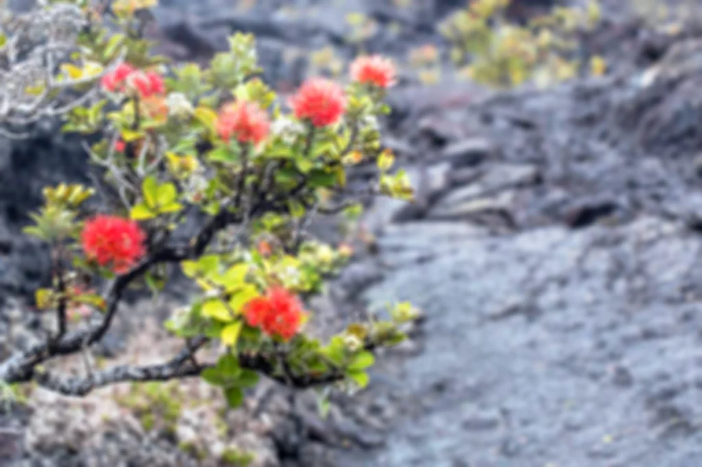 An 'O'Hia tree grows on lava in Hawaii. Photo Credit National Parks Gallery