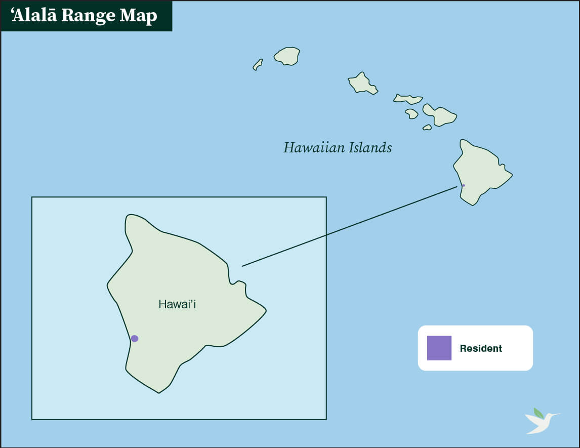 ʻAlalā (Hawaiian Crow) range map by ABC