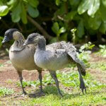 Adult and young Nēnē. Photo by Steve Oehlenschlager, Shutterstock.