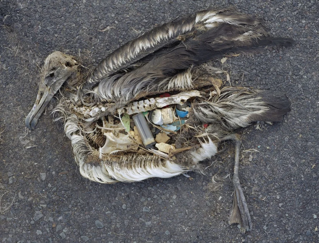 An albatros chick with pollution in its stomach.