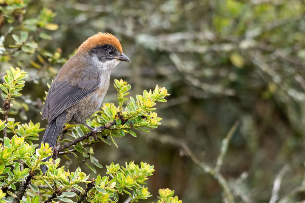 Antioquia Brushfinch. Photo by Yovany Ochoa.