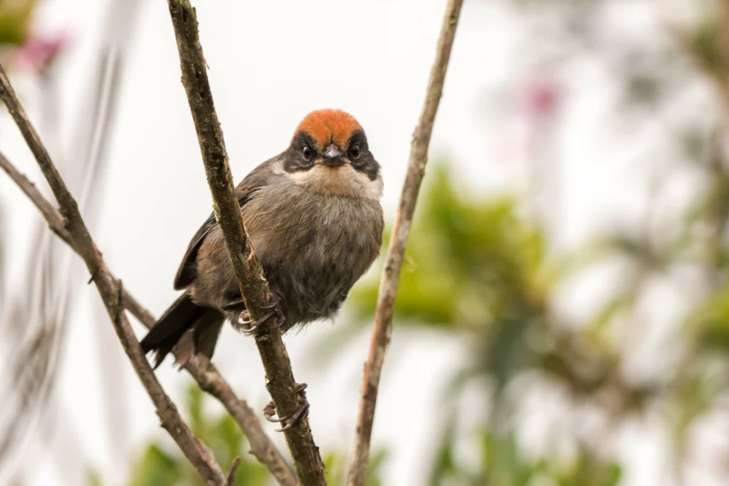 Antioquia Brushfinch. Photo by Yovanny Ochoa.