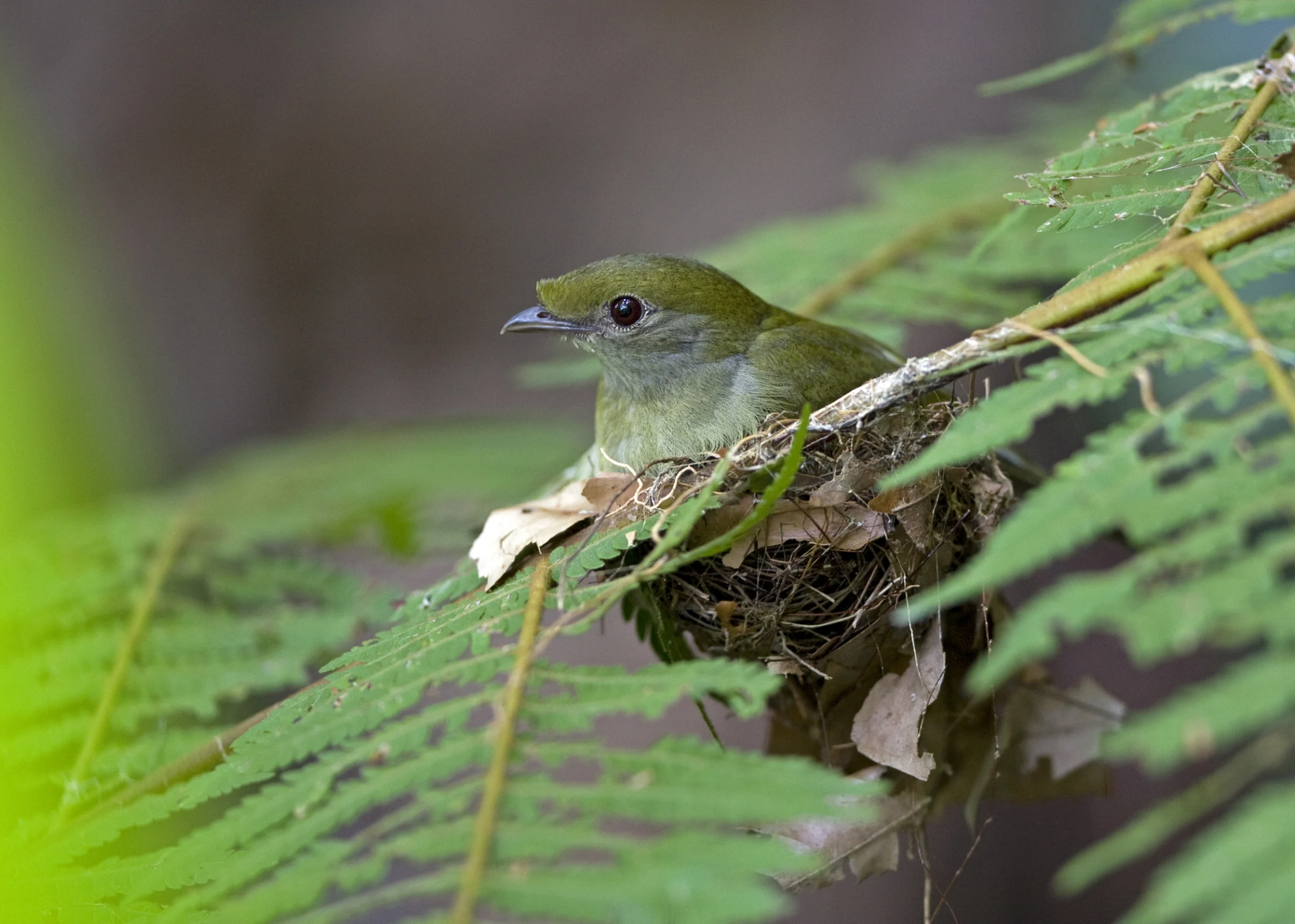 Araripe Manakin female on nest. Photo by Ciro Albano.
