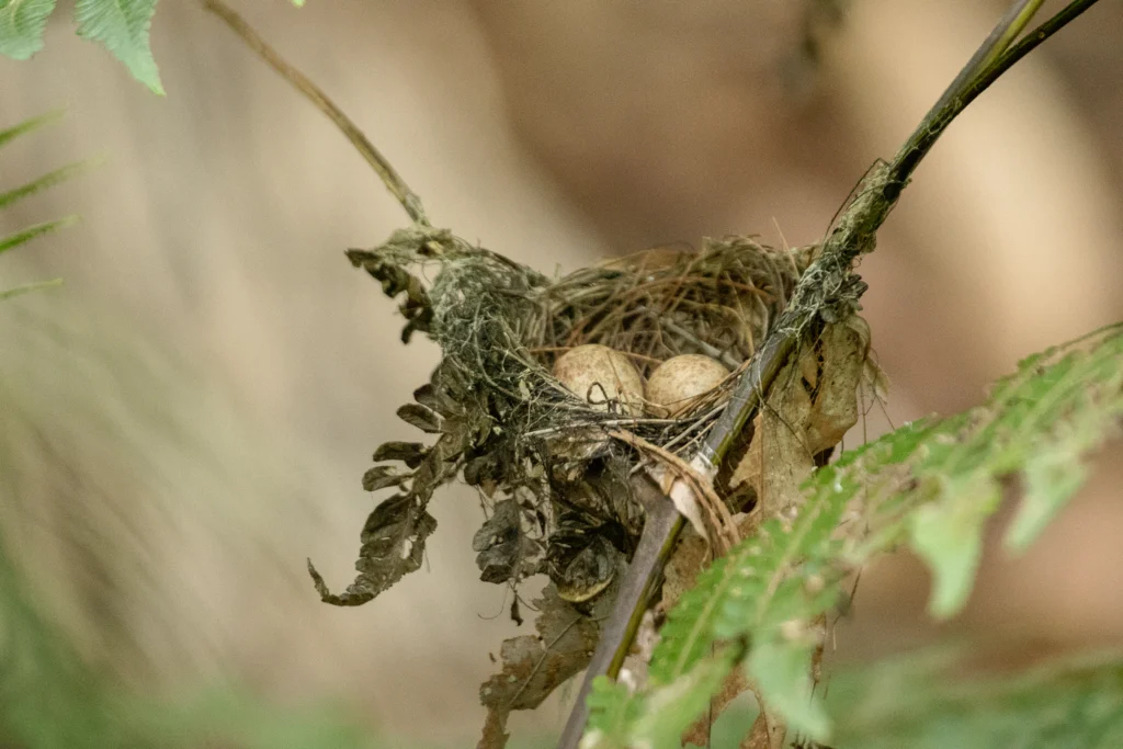 Araripe Manakin nest. Photo by Fabio Arruda.