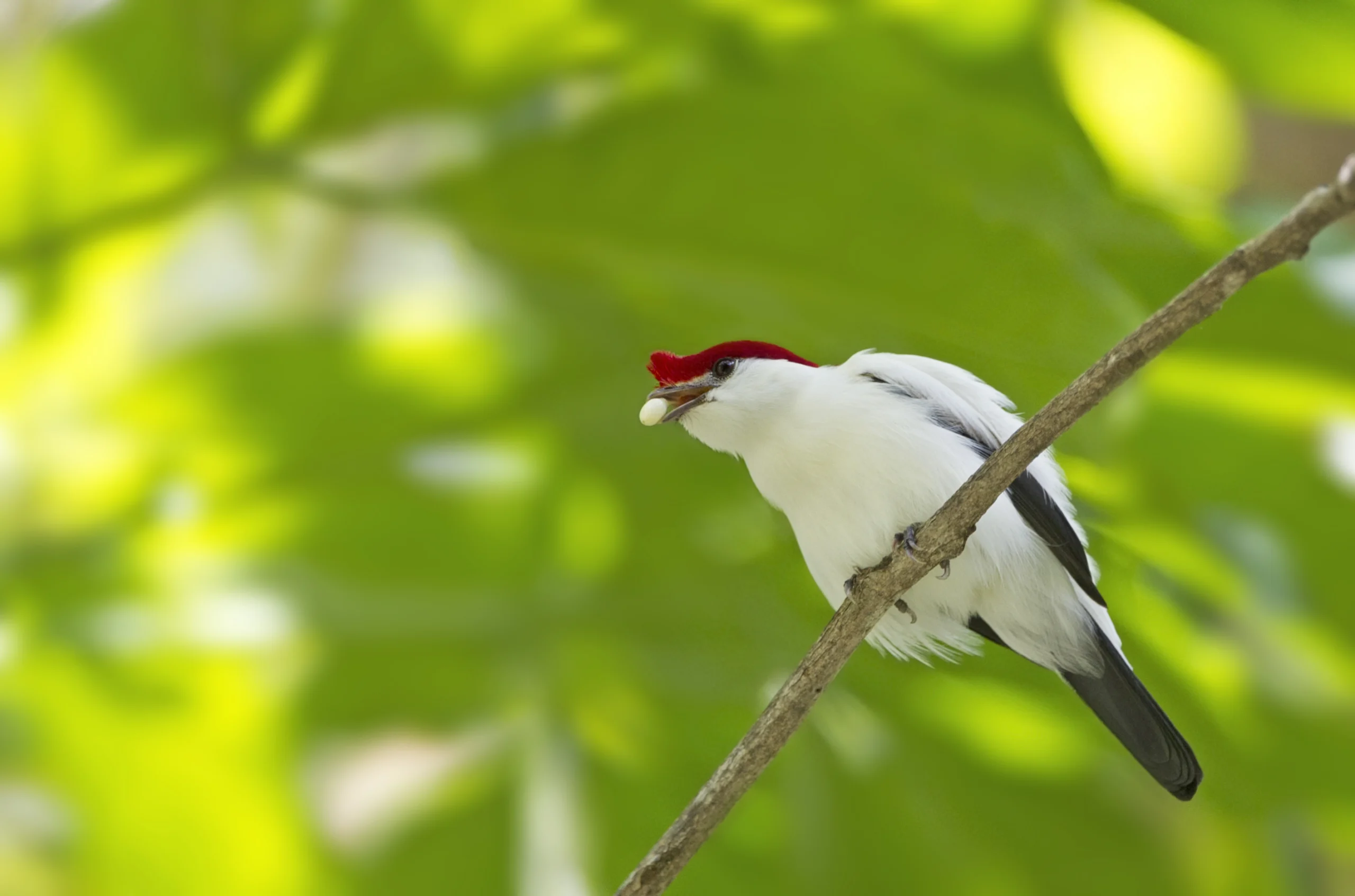 Araripe Manakin with berry. Photo by Ciro Albano.