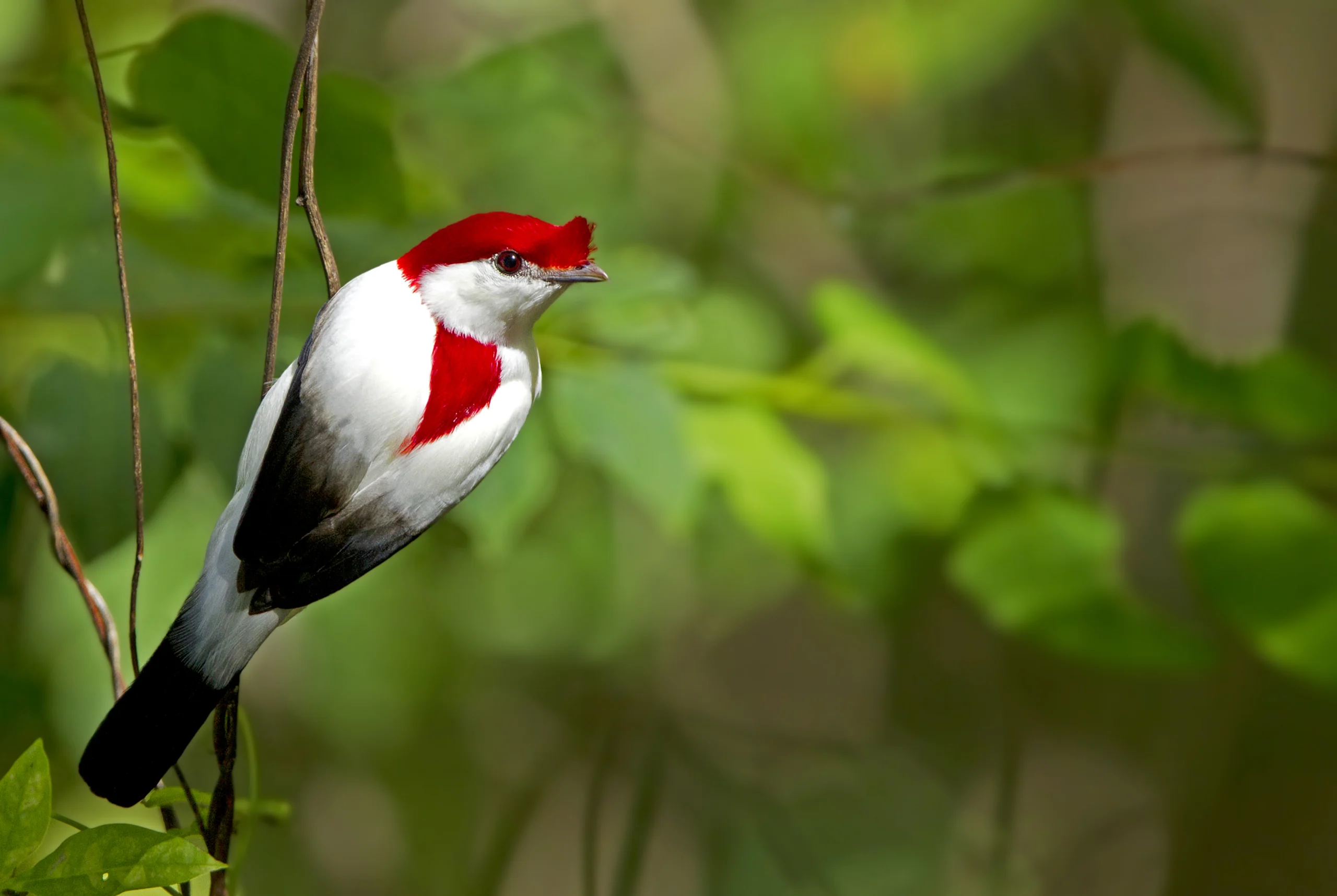 Araripe Manakin. Photo by Ciro Albano.