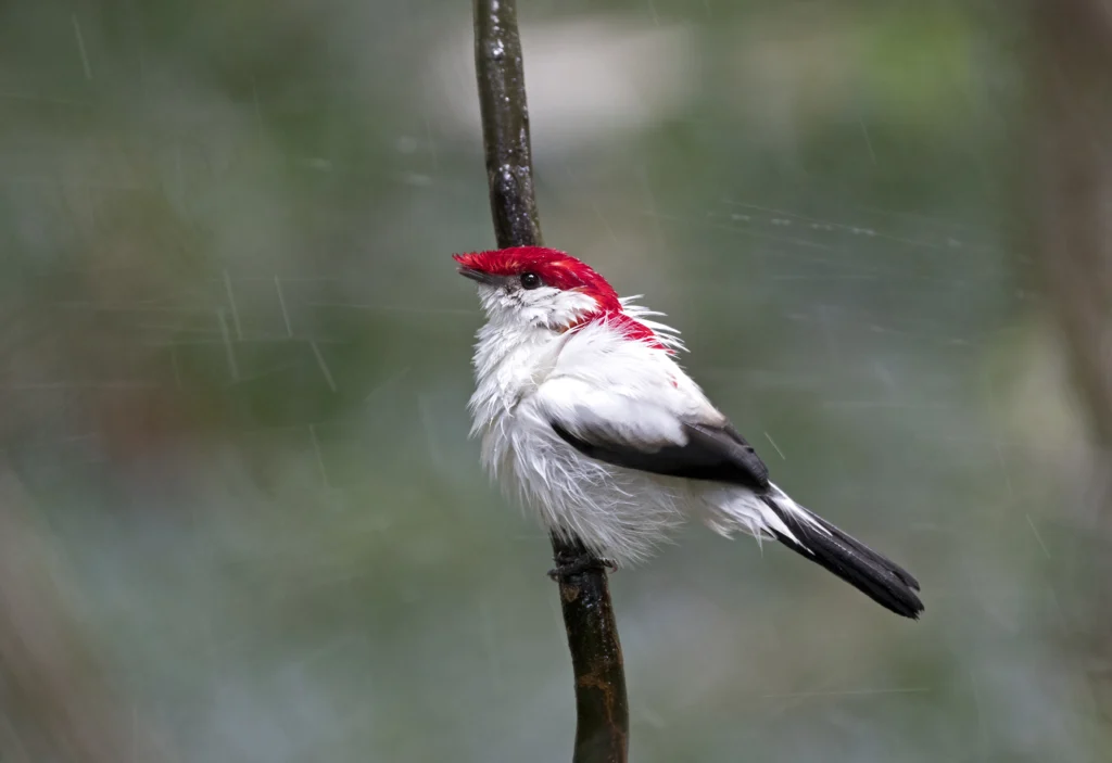 Araripe Manakin in rain. Photo by Ciro Albano.