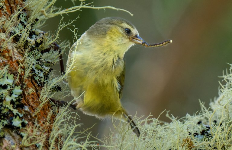 'Alawī (Hawai'i Creeper) by Robert Hollyer, Macaulay Library at the Cornell Lab of Ornithology