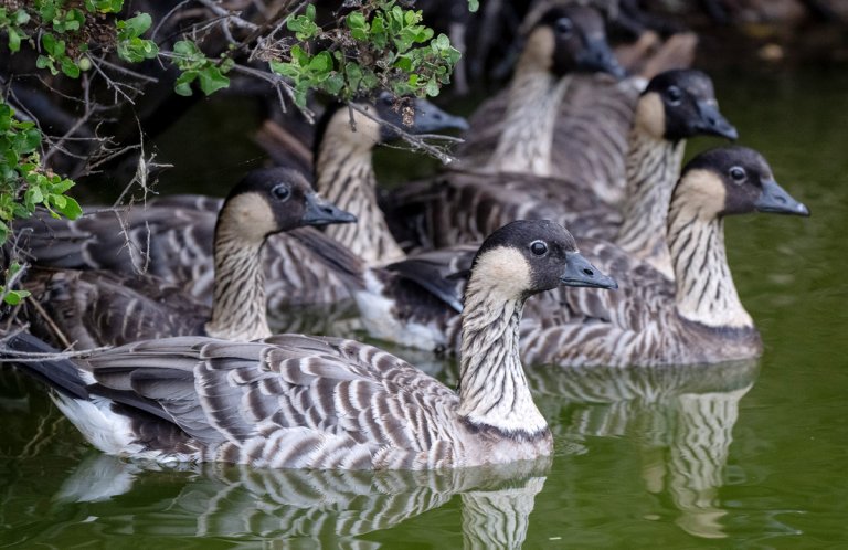 Nēnē. Photo by Graham Deese, Macaulay Library at the Cornell Lab of Ornithology.