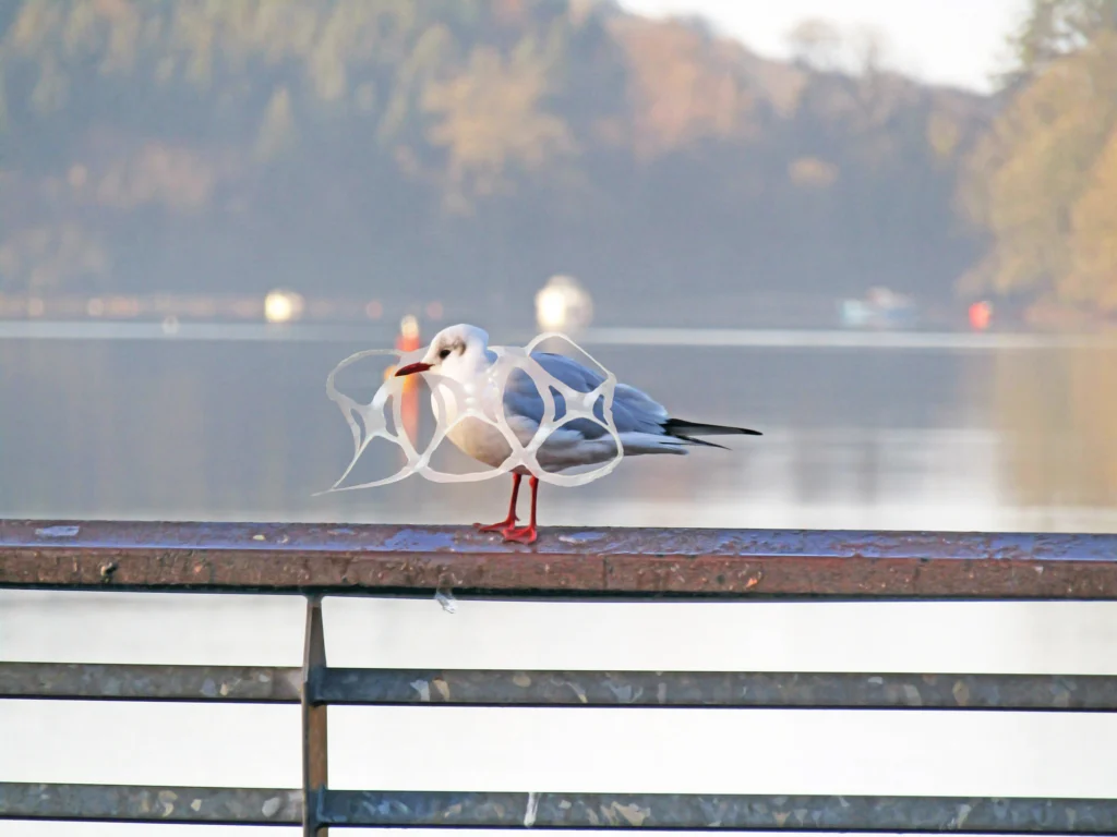 Black-headed Gull with a six pack ring caught on its head.