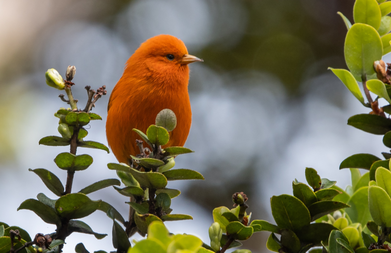 Hawaiʻi ʻĀkepa male by William Higgins, Macaulay Library at the Cornell Lab of Ornithology