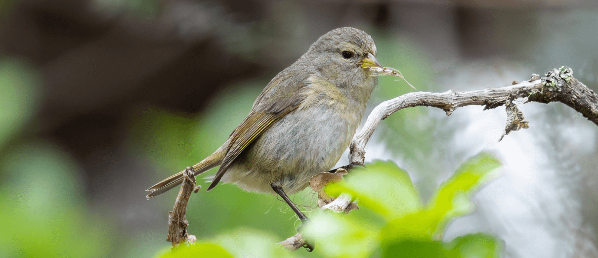 Hawaiʻi ʻĀkepa female with nest material. Photo by Bryan Shirota, Macaulay Library at the Cornell Lab of Ornithology.