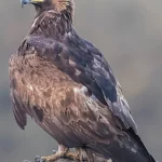 Golden Eagle perched on clif rock. Photo by Pascal De Munck, Shutterstock.