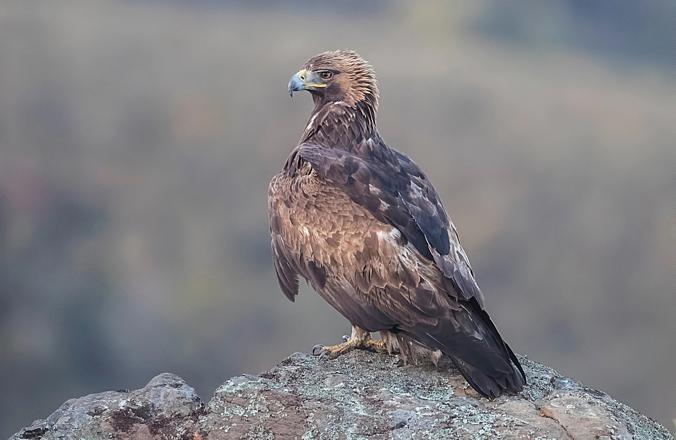 Golden Eagle perched on clif rock. Photo by Pascal De Munck, Shutterstock.