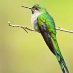 Gray-bellied Comet. Photo by Johansen Guevara Cohayla.