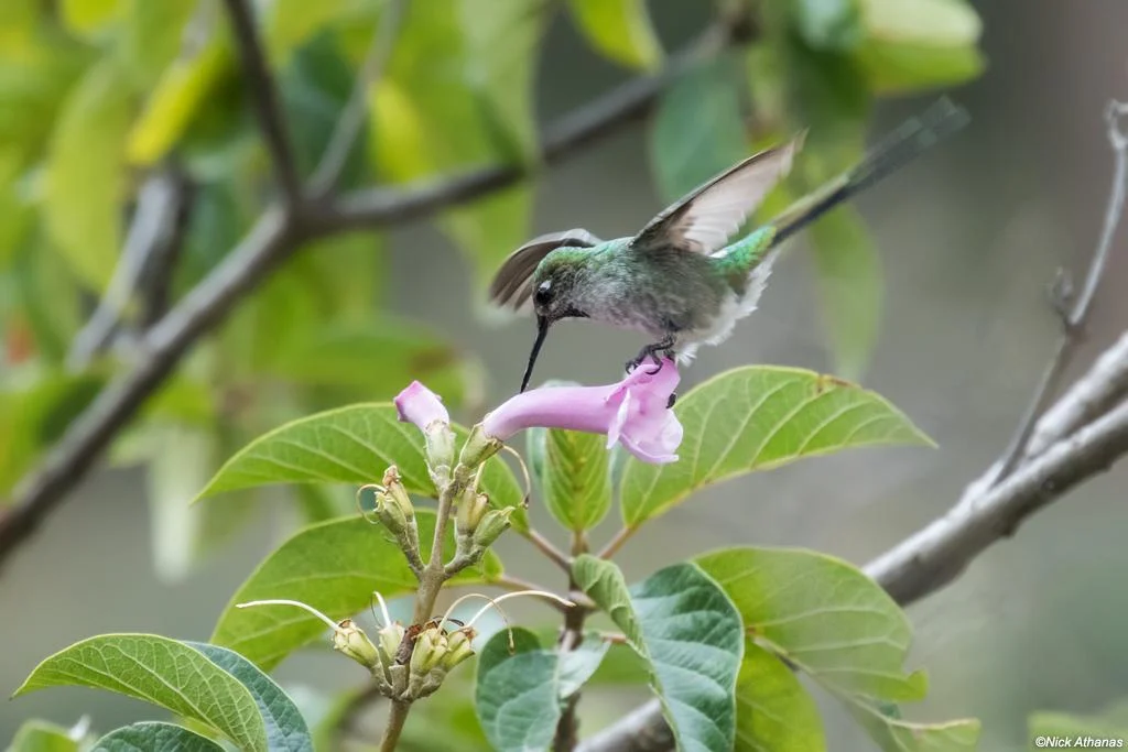 Gray-bellied Comet. Photo Nick Athanas, Tropical Birding.