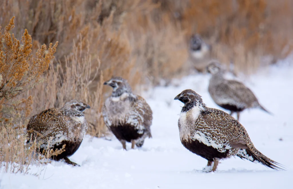 Greater Sage-Grouse in winter. Photo by Jake Lange, Shutterstock.