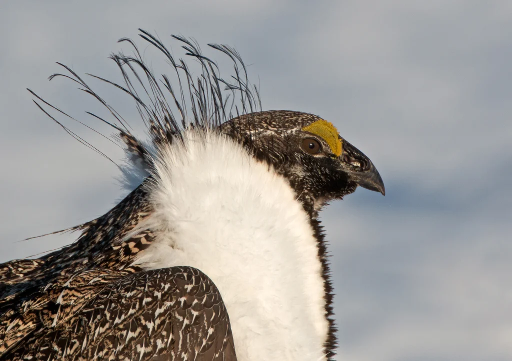 Greater Sage-Grouse male. Photo by Rob Palmer Photography, Shutterstock.
