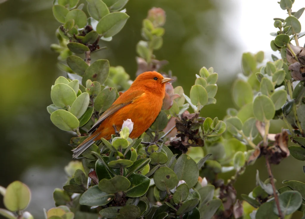 Hawai‘i ʻĀkepa male. Photo by Jack Jeffrey.