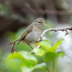 Hawaiʻi ʻĀkepa female with nest materials. Photo by Bryan Shirota, Macaulay Library at the Cornell Lab of Ornithology.
