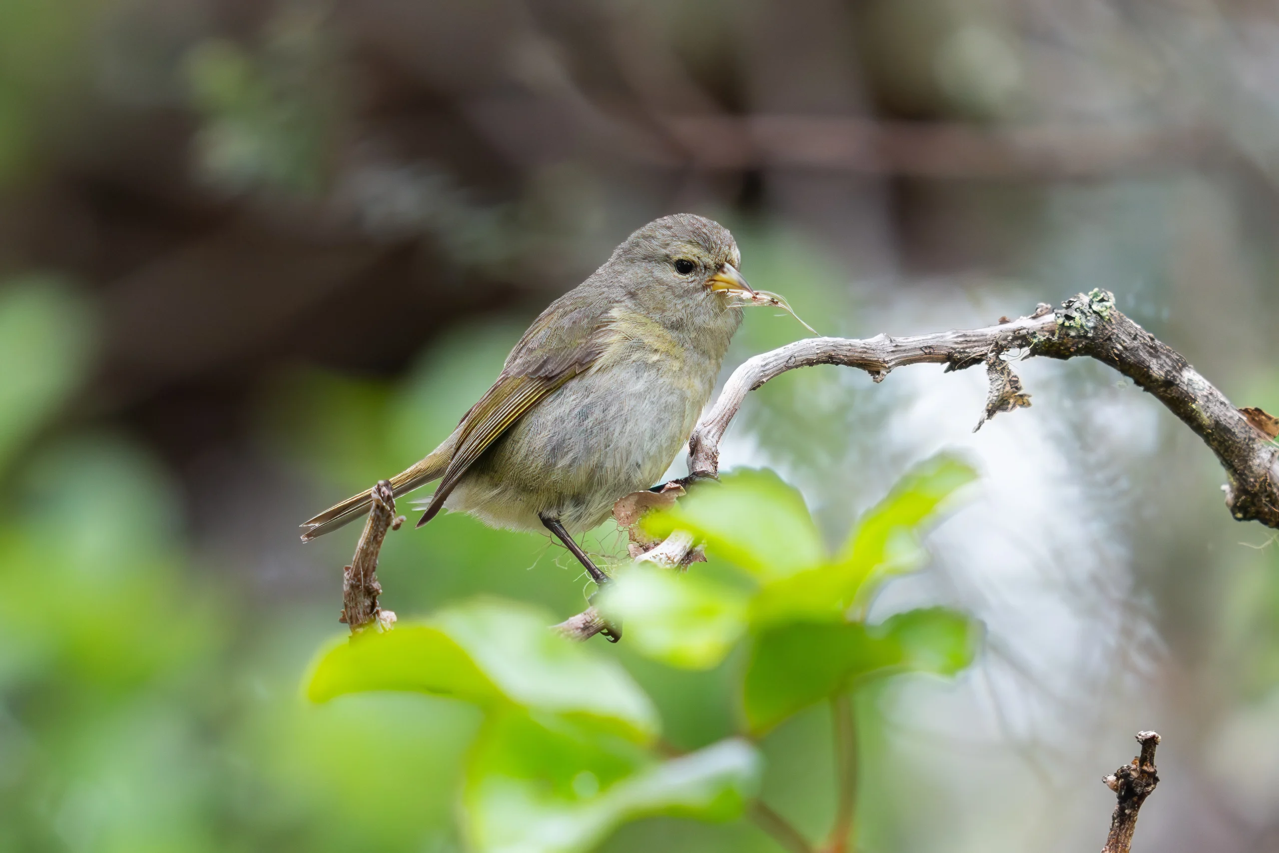 Hawai‘i ʻĀkepa female with nest material. Photo by Bryan Shirota, Macaulay Library at the Cornell Lab of Ornithology.