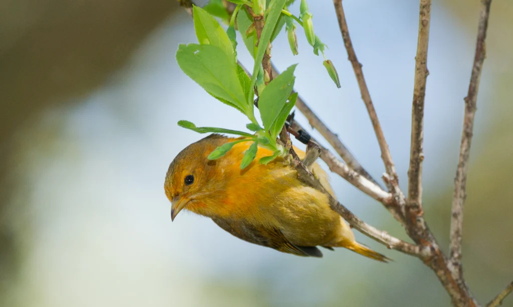 Hawaiʻi ʻĀkepa immature male. Photo by Eric VanderWerf, Macaulay Library at the Cornell Lab of Ornithology.