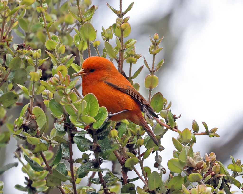 Hawai‘i ʻĀkepa male. Photo by David McQuade, Macaulay Library at the Cornell Lab of Ornithology.