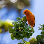 Hawaiʻi ʻĀkepa male. Photo by Krista Hinman, Macaulay Library at the Cornell Lab of Ornithology.