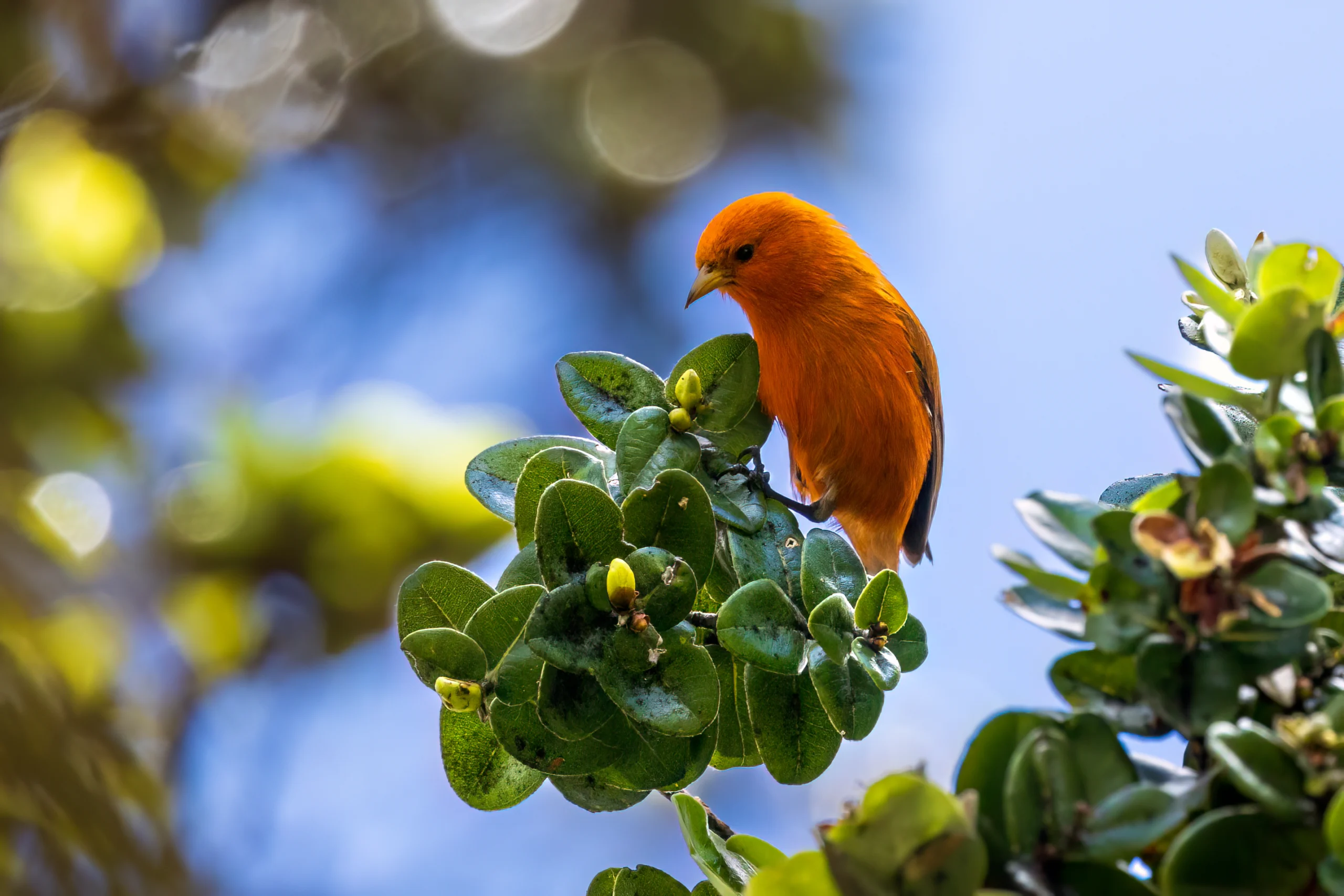 Hawai'i ʻĀkepa - American Bird Conservancy