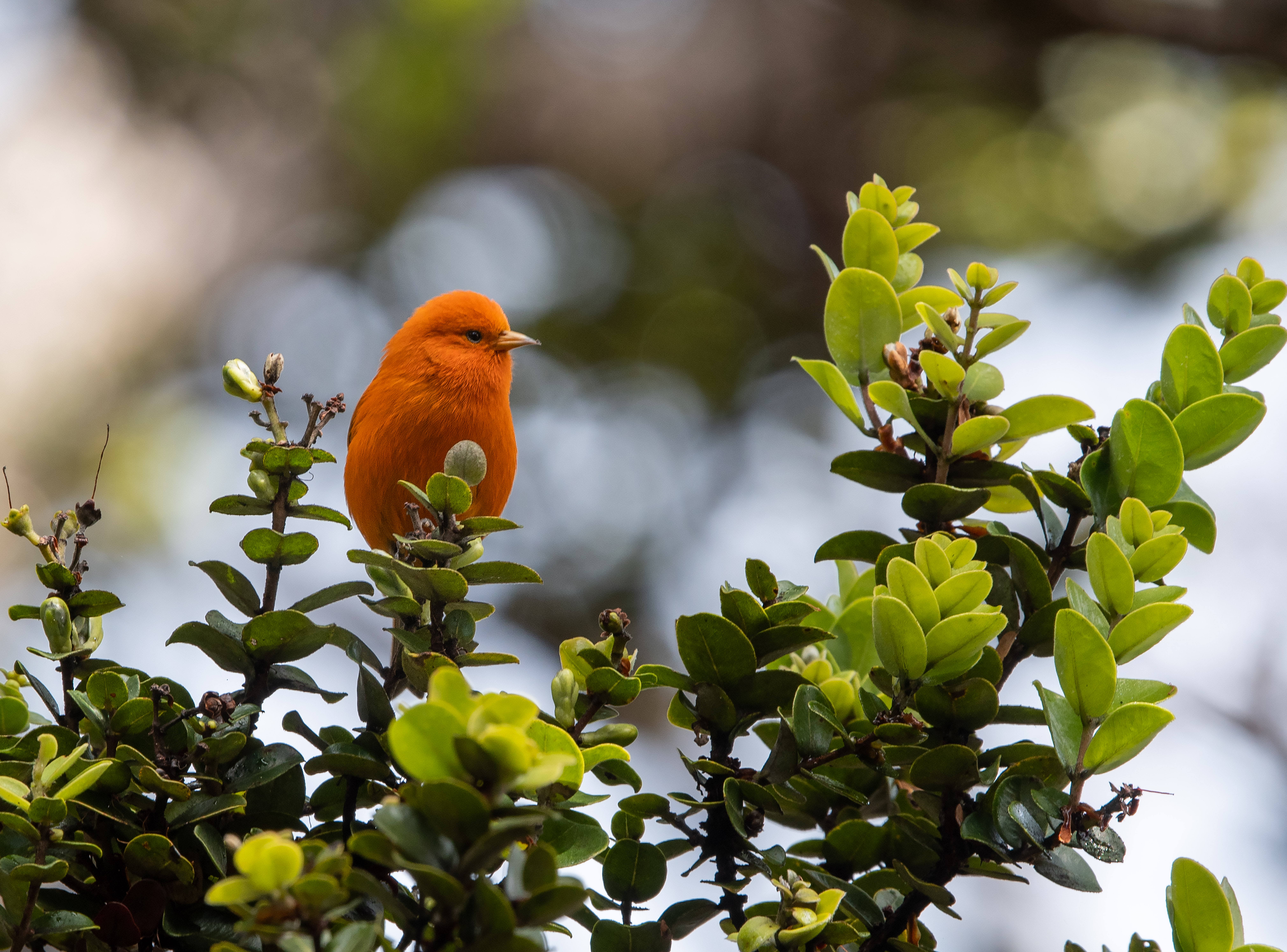 Hawai‘i ʻĀkepa male. Photo by William Higgins, Macaulay Library at the Cornell Lab of Ornithology.