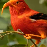 'I'iwi. Photo by Kaai Cobb-Adams, Shutterstock.