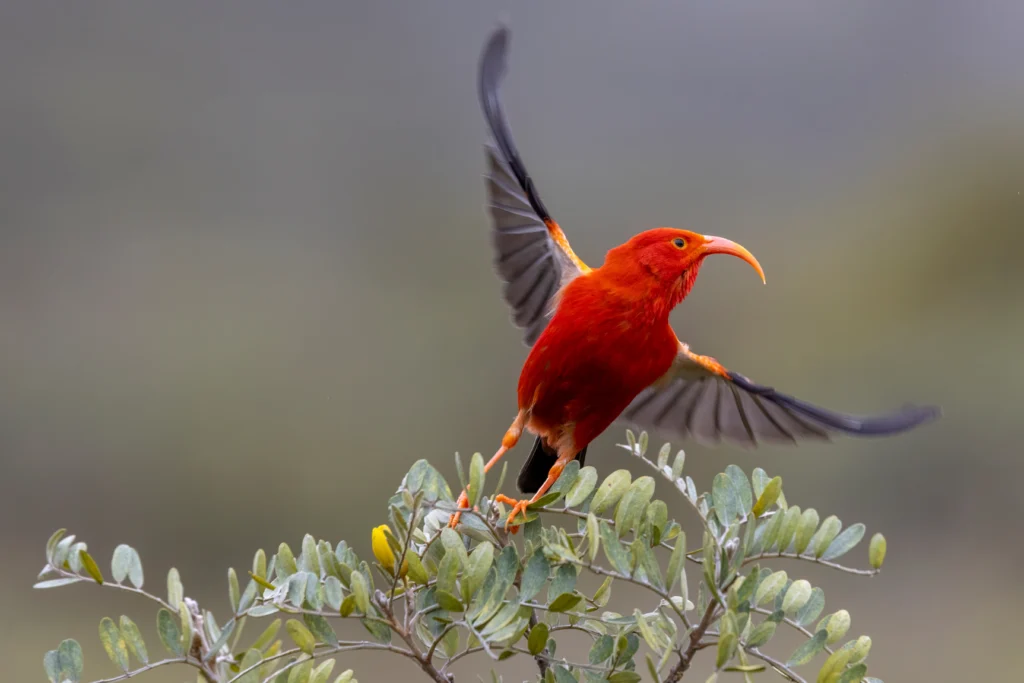 'I'iwi taking flight. Photo by Kendall Collett, Shutterstock.