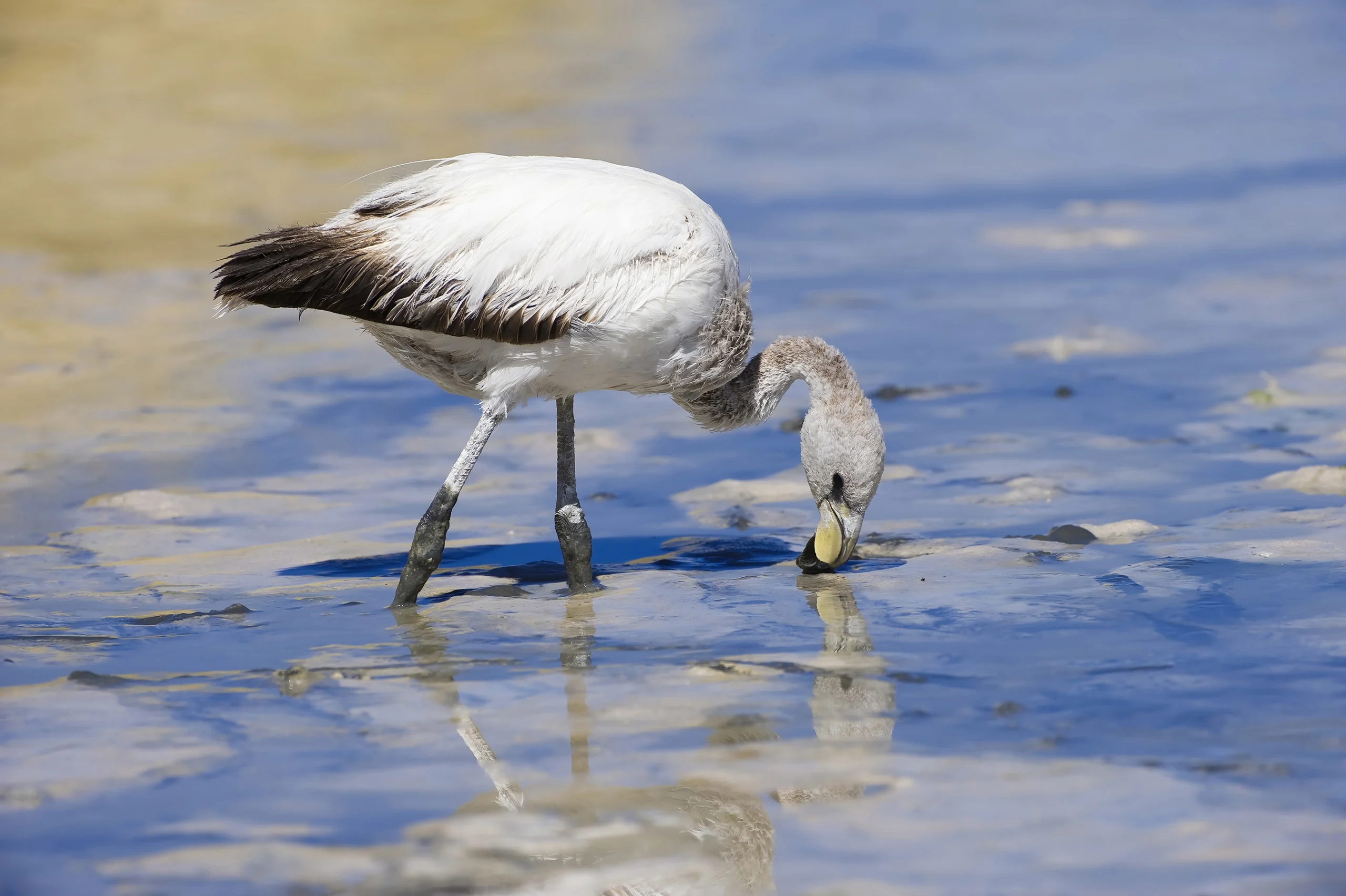 Immature James's Flamingo. Photo by GTW, Shutterstock.