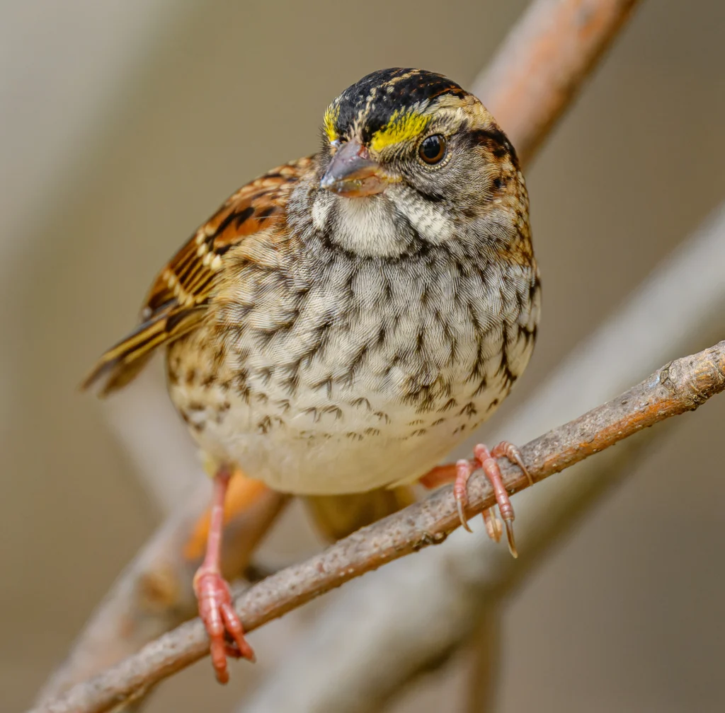 Juvenile White-throated Sparrow. Photo by Simon Villeneuve, Macaulay Library at the Cornell Lab of Ornithology.