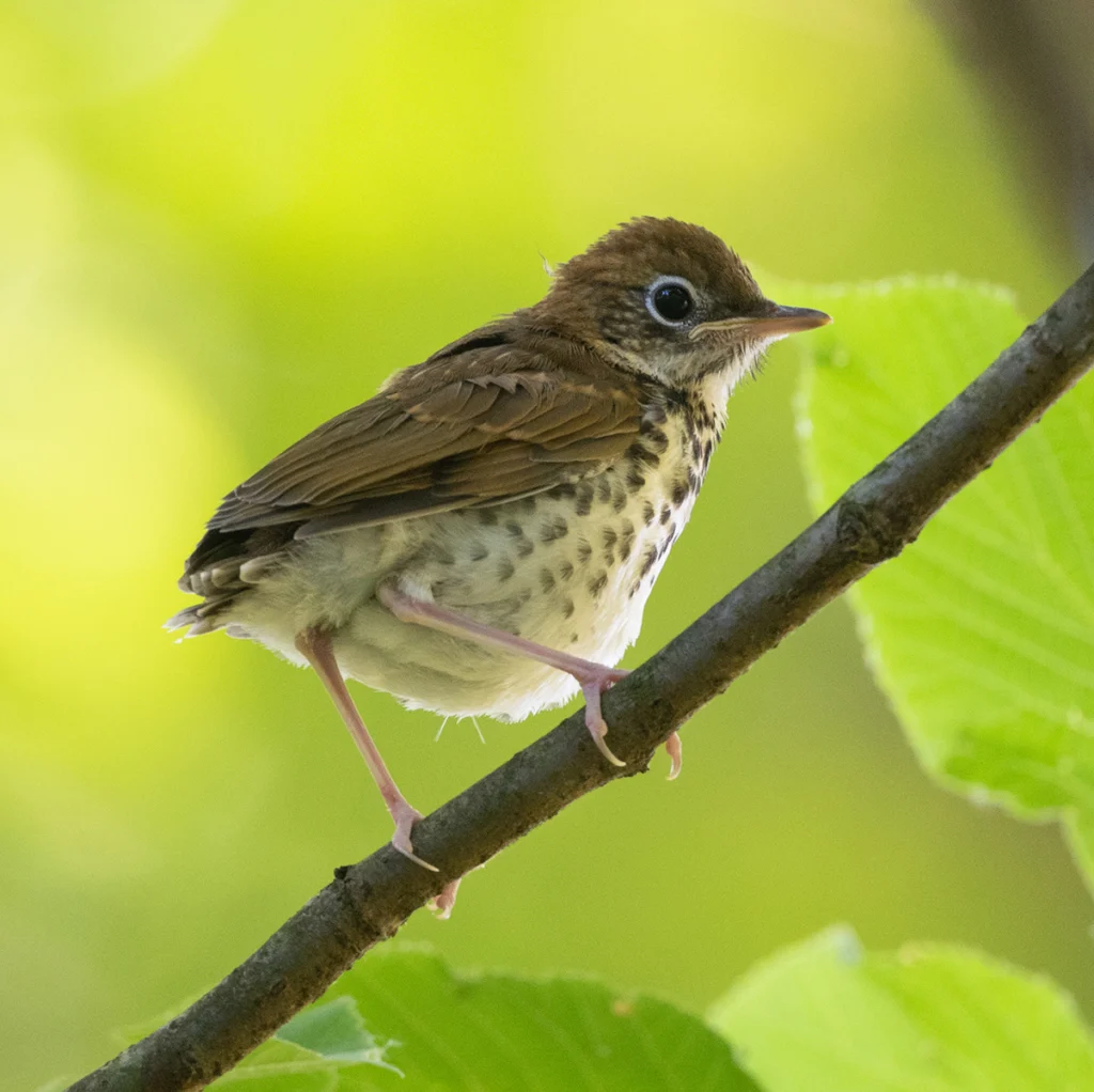 Juvenile Wood Thrush. Photo by Adam Jackson, Macaulay Library at the Cornell Lab of Ornithology.