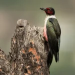 A Lewis's Woodpeacker on a tree branch. Photo by Ian Routley.