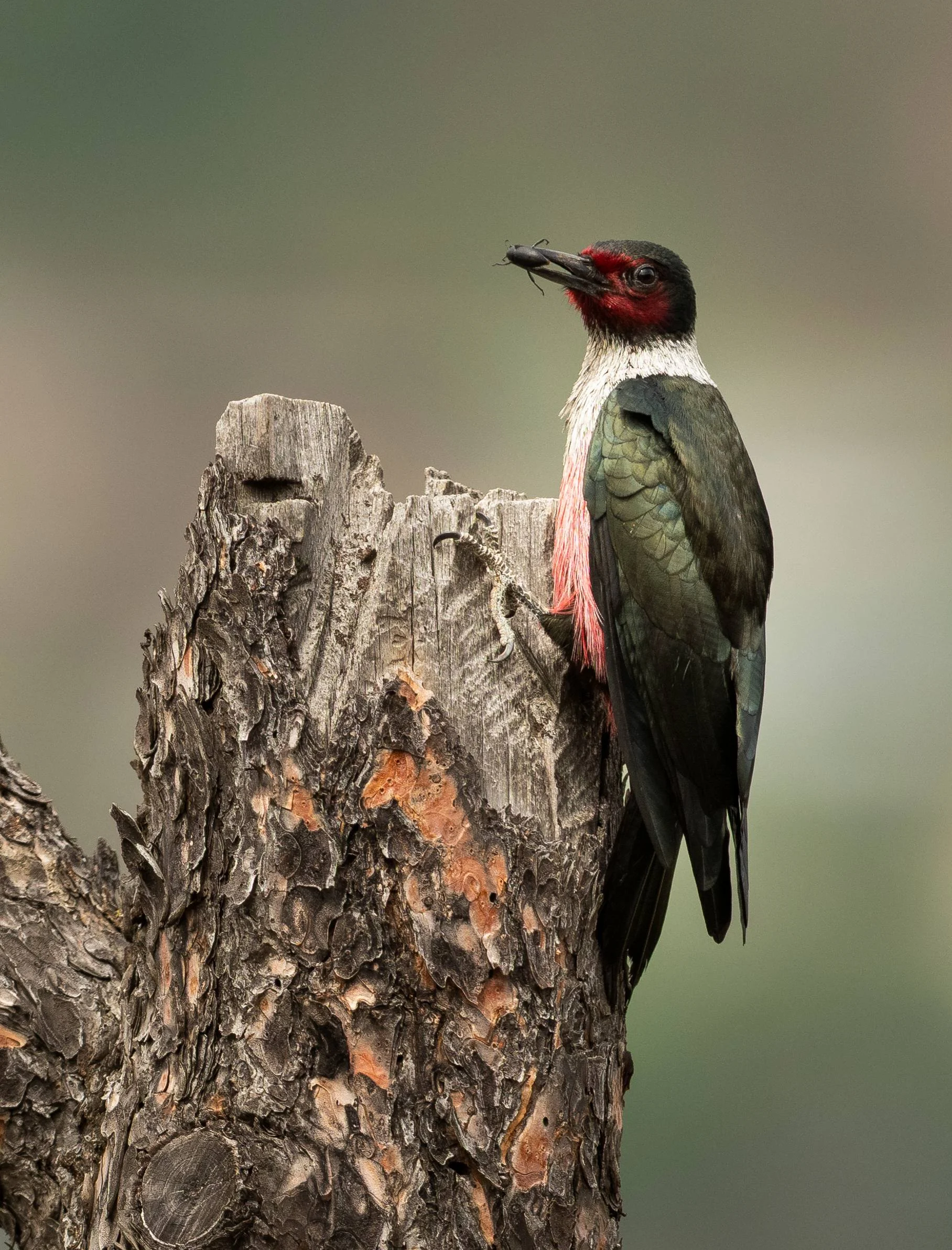 A Lewis's Woodpeacker on a tree branch. Photo by Ian Routley.